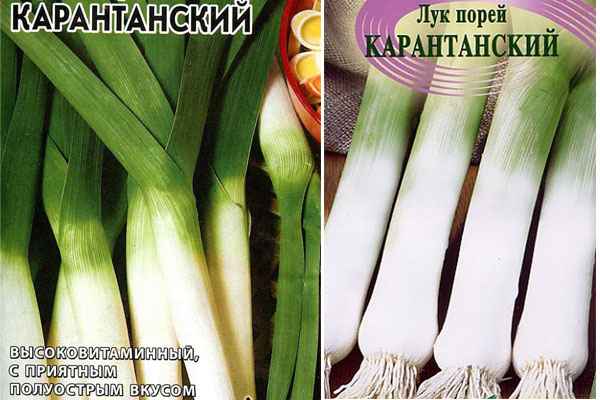 лук-порей карантанский: выращивание из семян, описание и хаpaктеристика сорта + отзывы и фото