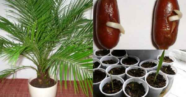 финиковая пальма из косточки в домашних условиях: как посадить, уход, будет ли плодоносить + видео