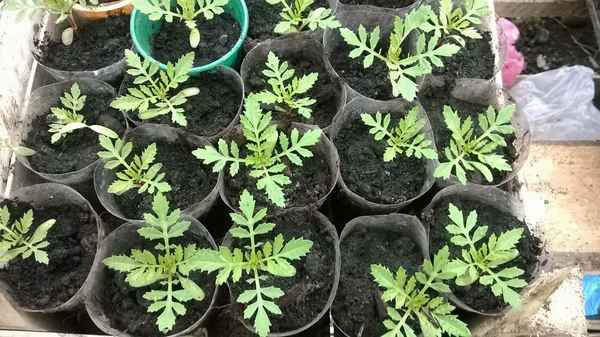 бархатцы - выращивание из семян: когда сажать на рассаду (сроки, грунт, пикировка)