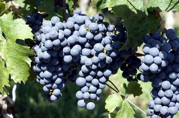 виноград сорта памяти домбковской: подробное описание, фото, отзывы
