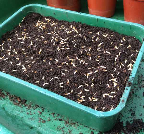 василёк махровый выращивание из семян: когда сажать на рассаду, уход и болезни + фото