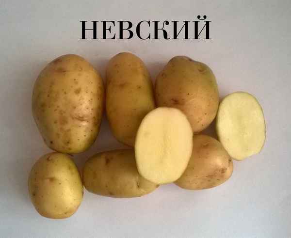 картофель невский: описание сорта, отзывы, фото
