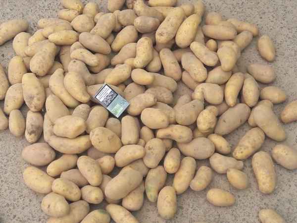 картофель гранада: описание сорта, фото, отзывы