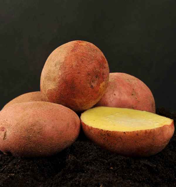 картофель журавинка: описание сорта, фото, отзывы