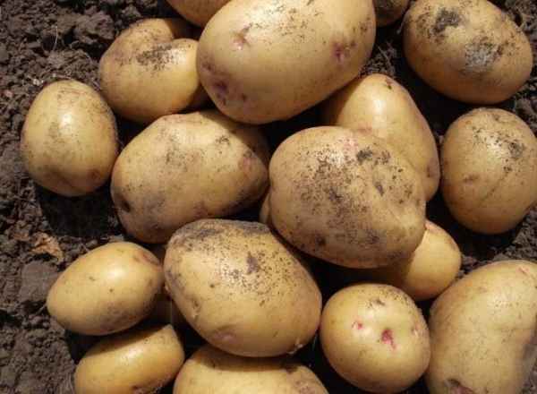 картофель удача: описание сорта, фото, отзывы, сроки созревания, урожайность