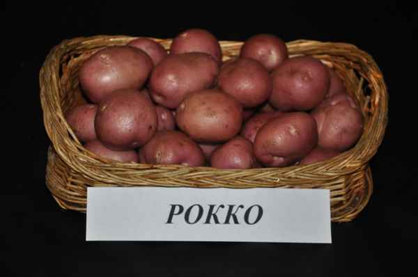 картофель рокко: описание сорта, фото, отзывы и хаpaктеристики