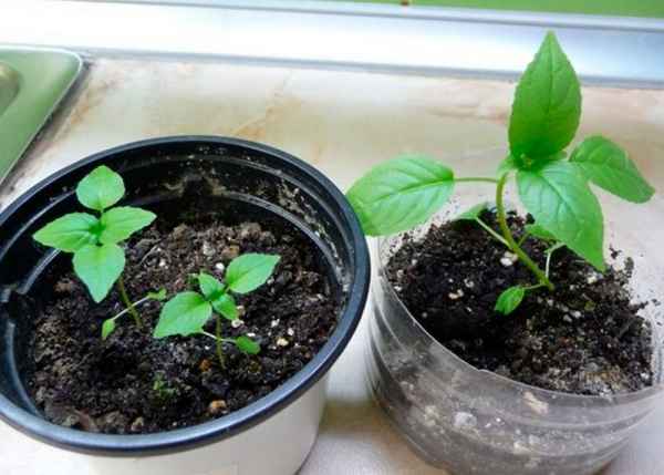 фуксия: выращивание из семян и уход в домашних условиях, размножение + фото