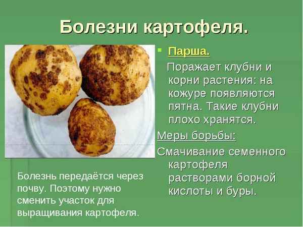 болезни картофеля: фото, описание и лечение