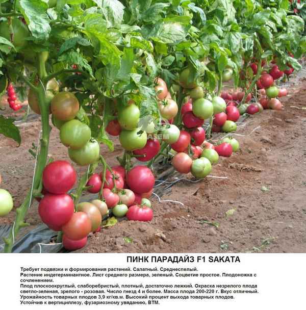 томат пинк парадайз f1: отзывы, фото куста, описание сорта и хаpaктеристика