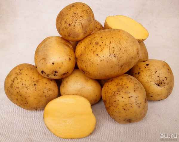 картофель гала: описание сорта, фото, отзывы