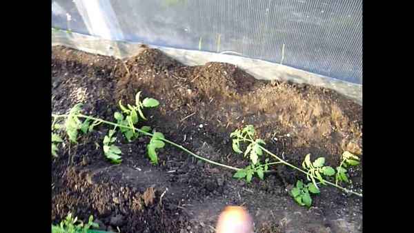 как посадить переросшие помидоры в теплицу: высаживаем переросшую рассаду правильно