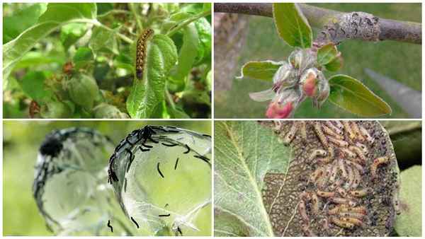 как бороться с гусеницами на яблоне (препаратами и народными средствами)