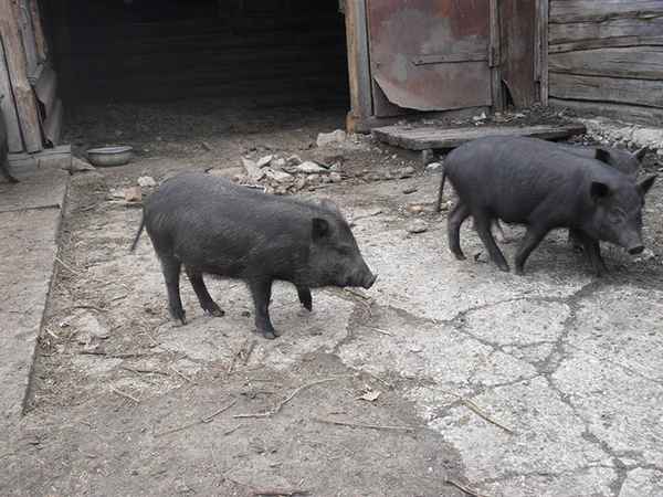 кармалы (порода свиней): хаpaктеристика, отзывы владельцев, кормление поросят и уход