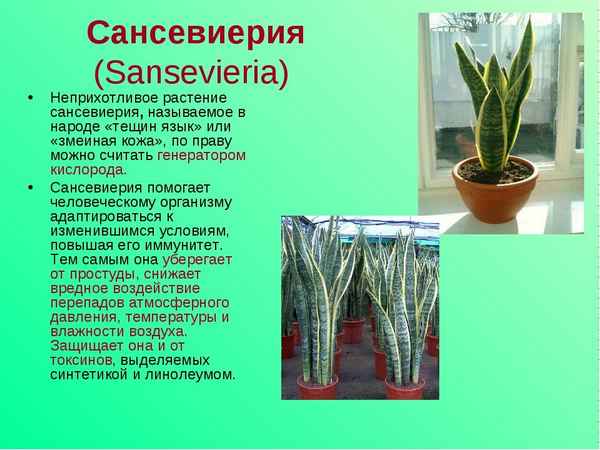цветок сансевьера (сансевиерия): фото, уход в домашних условиях, размножение, польза и вред