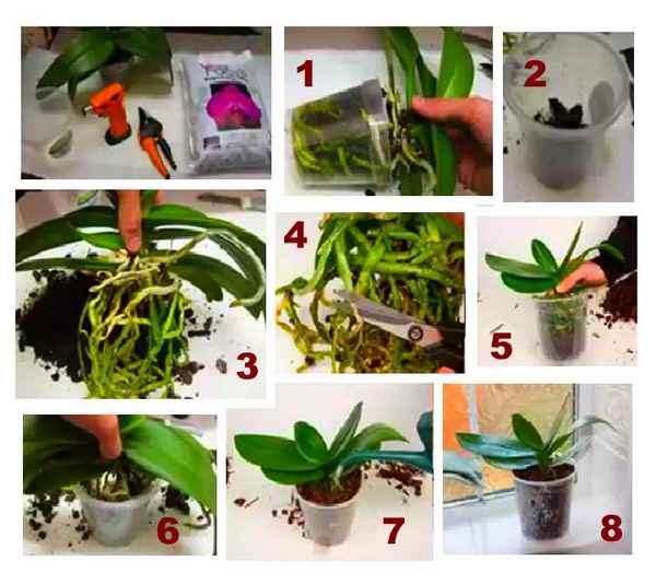 размножение орхидей в домашних условиях с фото пошагово