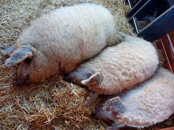 венгерская мангалица: фото, описание породы свиней, разведение, содержание, уход + отзывы