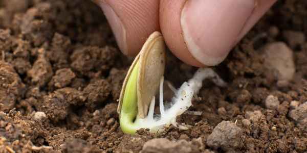как прорастить семена кабачков перед посадкой в открытый грунт или теплицу