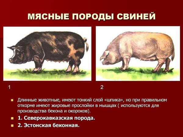 мясные породы свиней с фотографиями, названиями и описанием