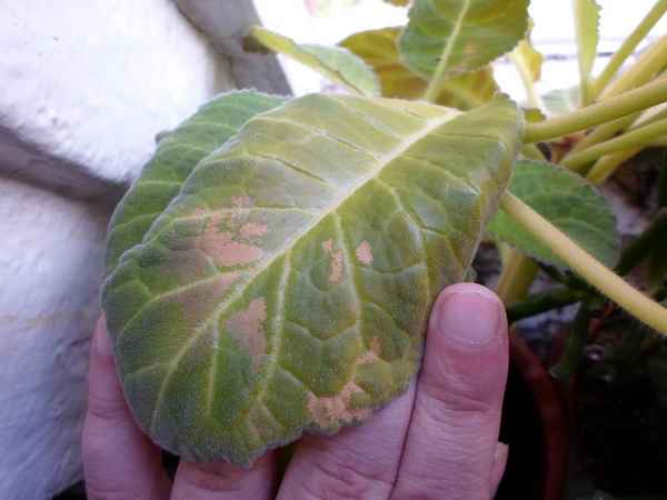 глоксиния: болезни листьев и лечение с фото