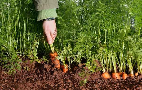 что делать не всходит морковь и как часто поливать морковь после посадки