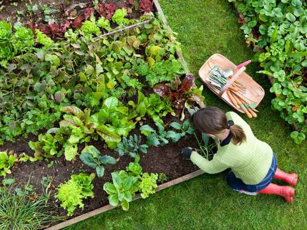 что можно посадить в июне на огороде и в саду + фото