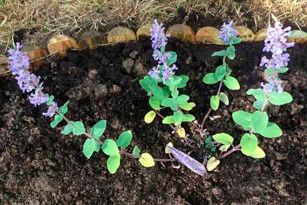 котовник: выращивание из семян, фото в саду, когда сеять и как зимует