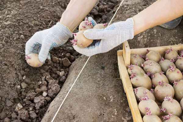 как посадить картошку чтобы был хороший урожай + видео