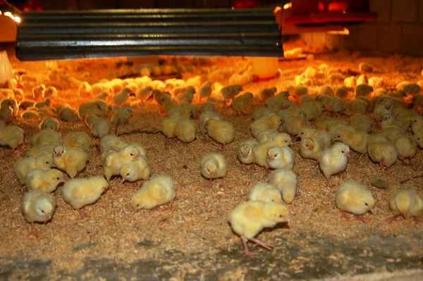 цыплята бройлеры: выращивание и уход, кормление и болезни + видео