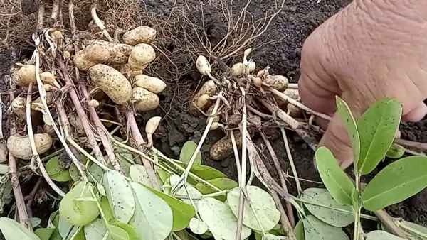 как посадить арахис на огороде в средней полосе России и в Подмосковье + фото и видео