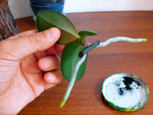 как отсадить детку орхидеи в домашних условиях (фото + видео)