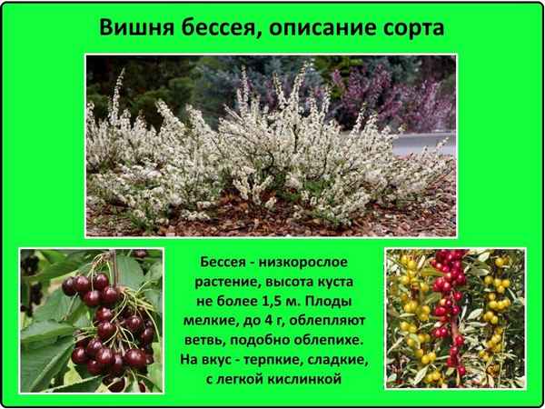 вишня бессея: посадка и уход в открытом грунте, выращивание и размножение сорта, фото, отзывы