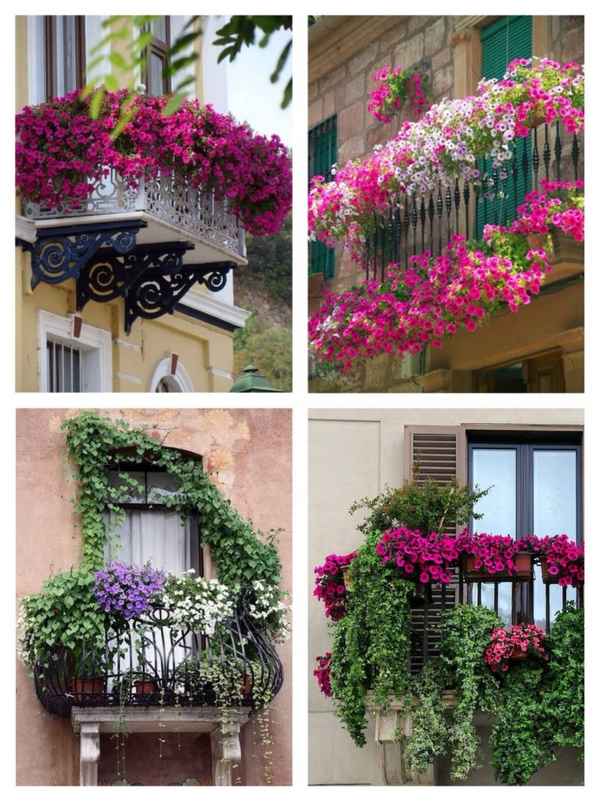 какие цветы посадить на балконе чтобы цвели все лето (северная и южная сторона): фото с названиями