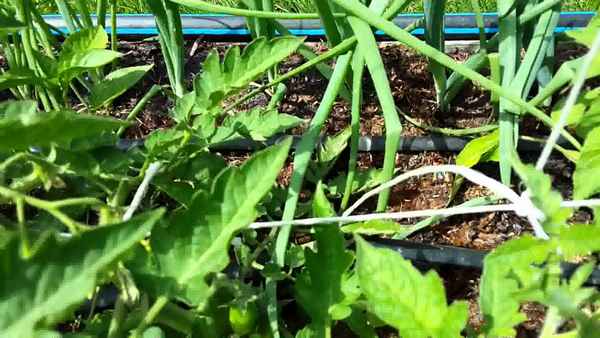 выращивание помидоров по методу и.м маслова: фото + видео