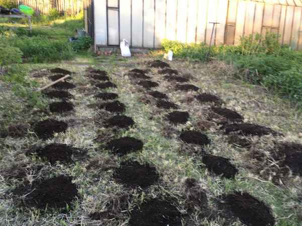 как посадить картофель без перекопки земли и окучивания + видео