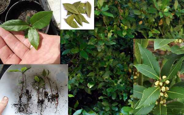 лавровый лист: выращивание в домашних условиях из семян, болезни, обрезка + фото