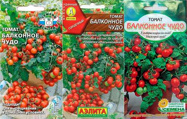 помидоры балконное чудо: выращивание дома, болезни, уход, опыление, отзывы + фото