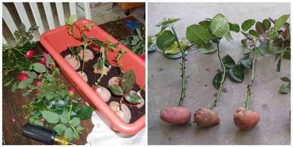 как вырастить розу из букета в домашних условиях в картошке (способ выращивания пошагово с фото и видео)