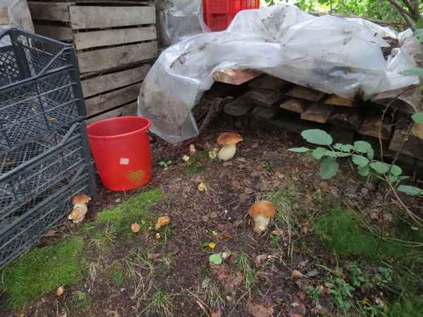 белый гриб: выращивание в домашних условиях и на даче (самый простой способ), фото + видео