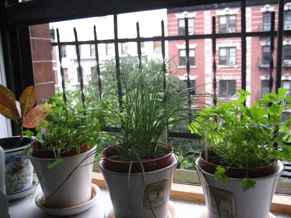 выращивание кориандра из семян в домашних условиях на подоконнике + фото