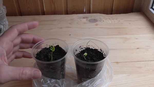 Как вырастить сакуру из семян в домашних условиях + фото и видео