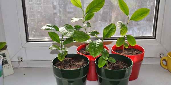 Маpaкуйя: выращивание в домашних условиях (из косточки, семян, черенка) + фото