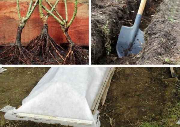 Как сохранить саженцы до весны в домашних условиях если не успели посадить осенью