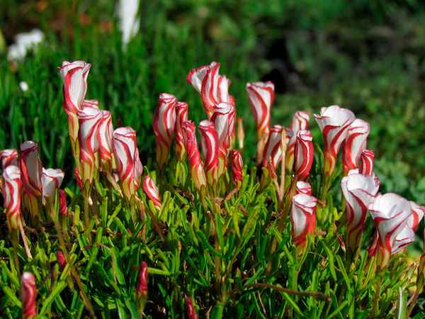 Оксалис версиколор посадка и уход, фото, сочетание в ландшафтном дизайне, размножение и выращивание сорта в открытом грунте