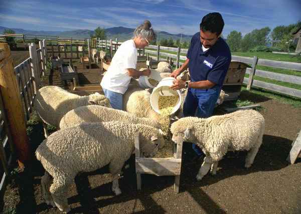Овцеводство как бизнес для начинающего фермера в домашних условиях (выгода, видео)