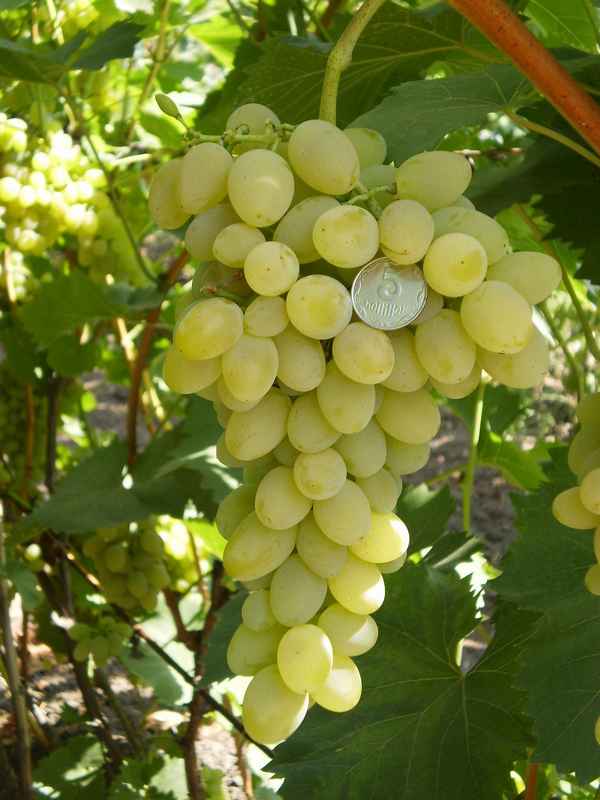 Виноград плевен: описание сорта, фото, отзывы
