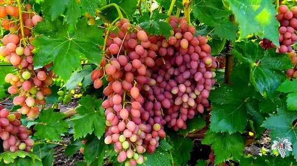 Виноград кишмиш лучистый: описание сорта, фото, зона произрастания