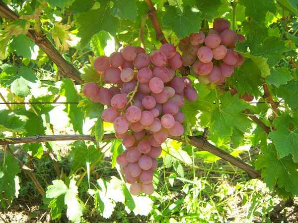 Виноград сорта ливия: подробное описание, фото, отзывы