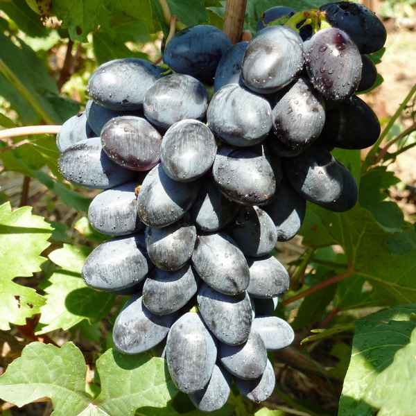 Виноград сорта кодрянка: подробное описание, фото, отзывы, видео