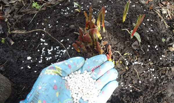 Уход за тюльпанами на даче весной: чем подкормить тюльпаны (видео)
