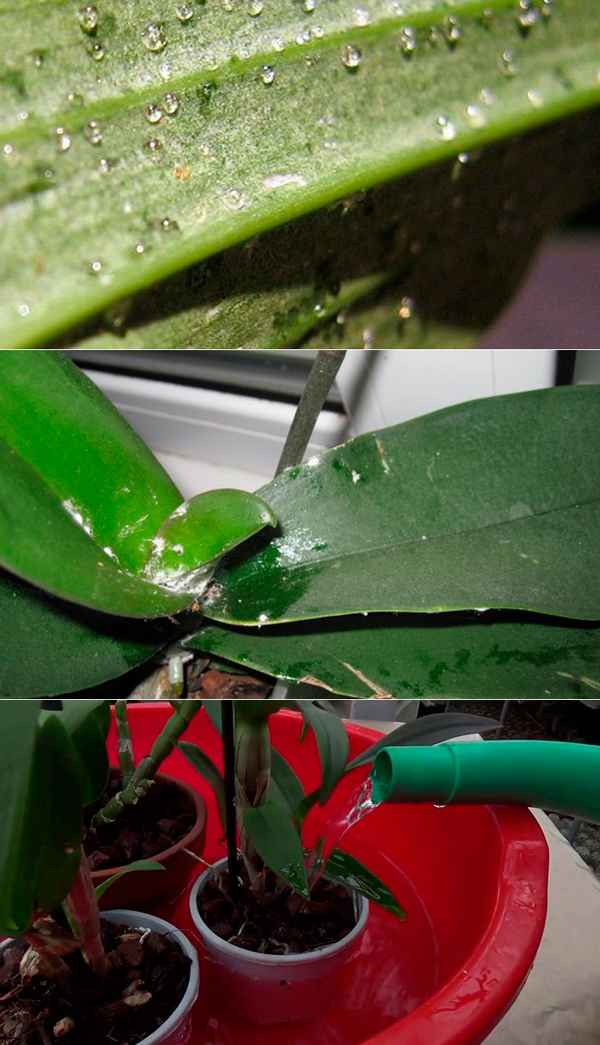 У орхидеи появились липкие капли на листьях: что делать и чем лечить + фото и видео
